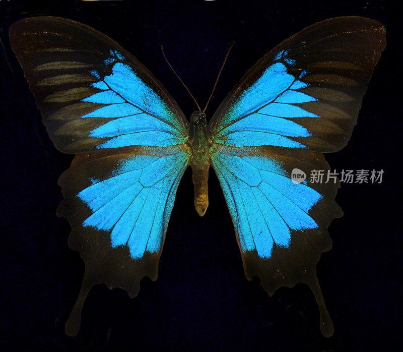 蓝山燕尾蝶/尤利西斯蝴蝶